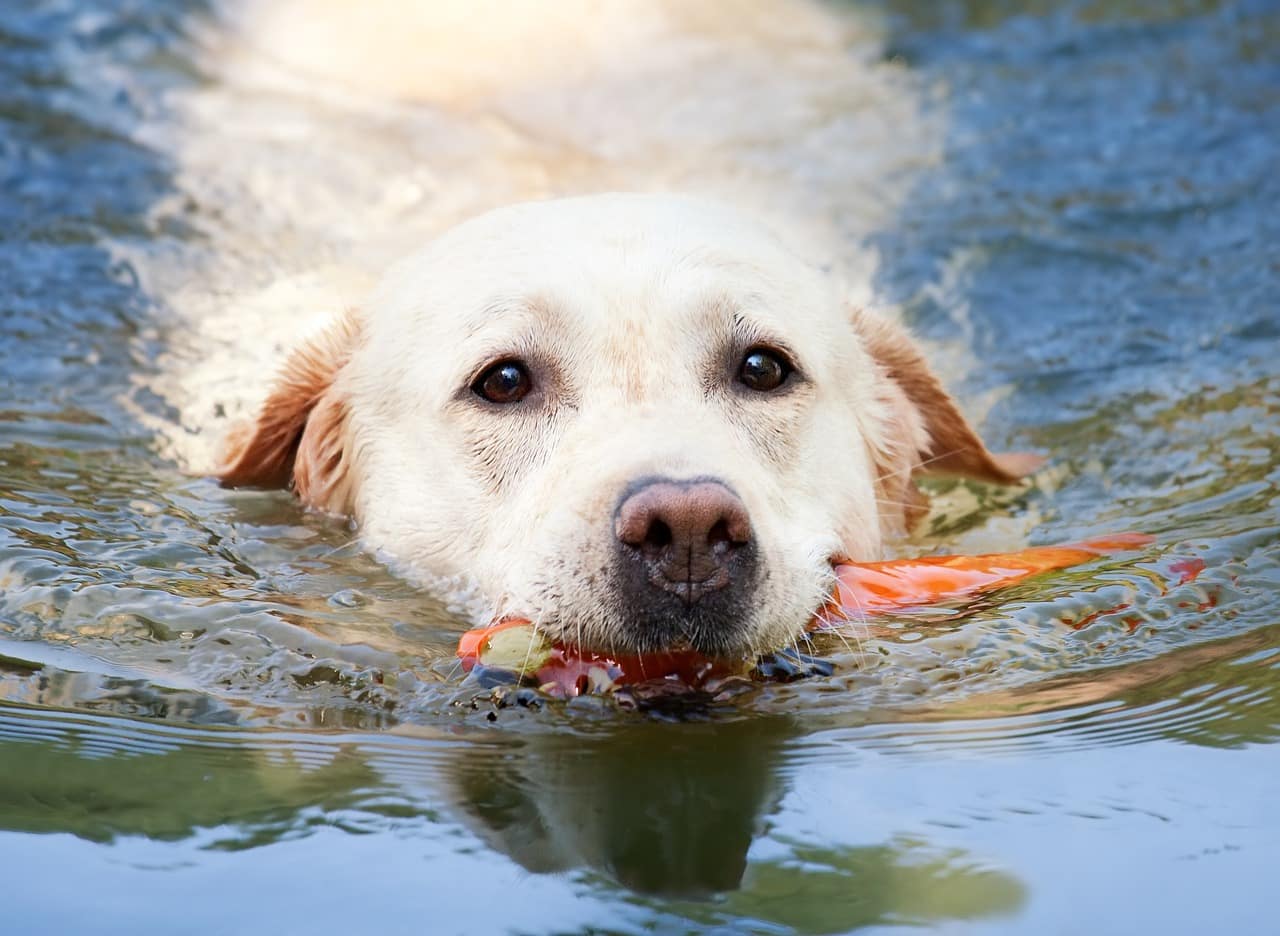 dog, labrador, swim