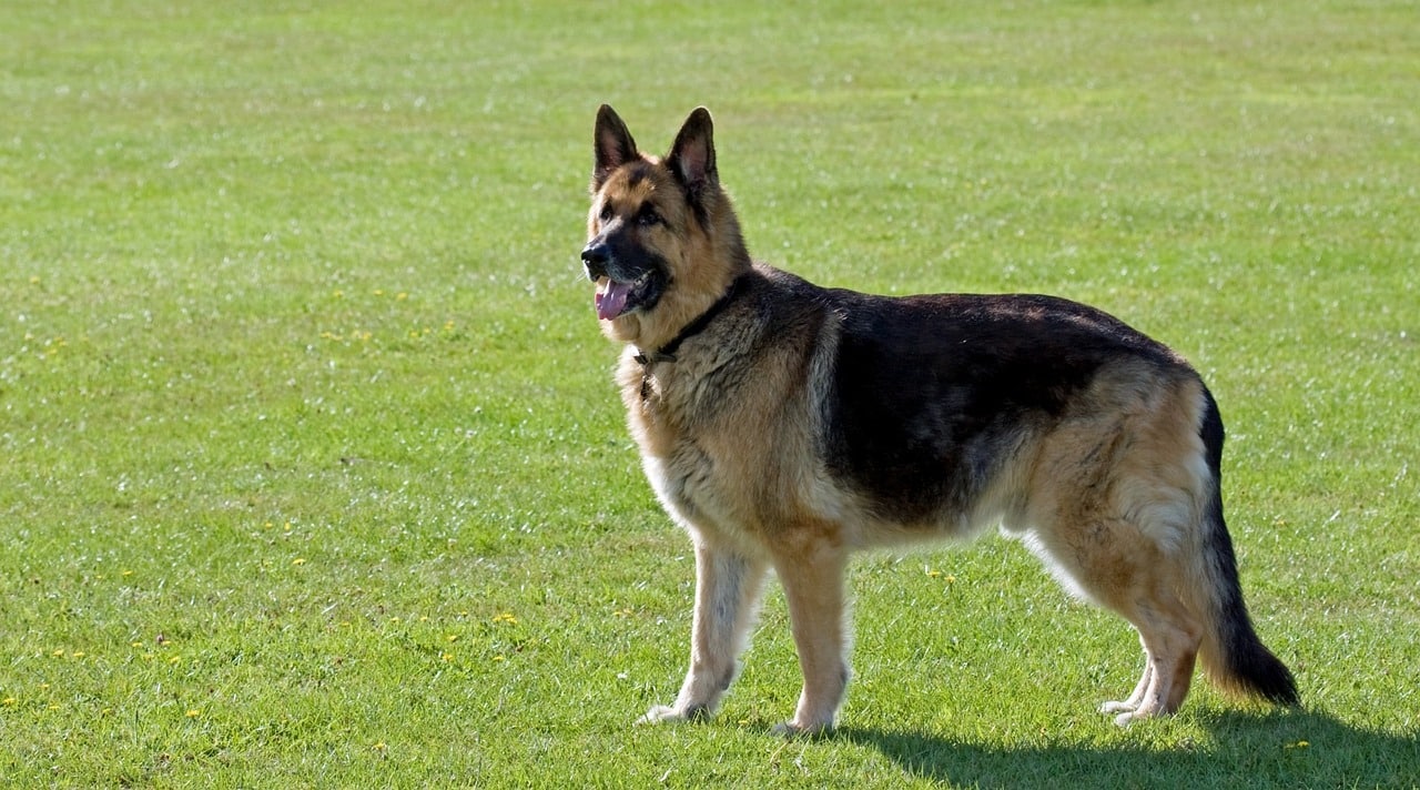 dog, german shepherd, alsatian