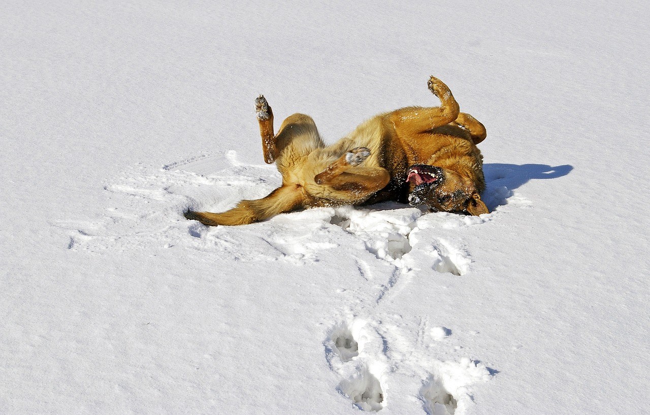 dog, snow, german shepherd